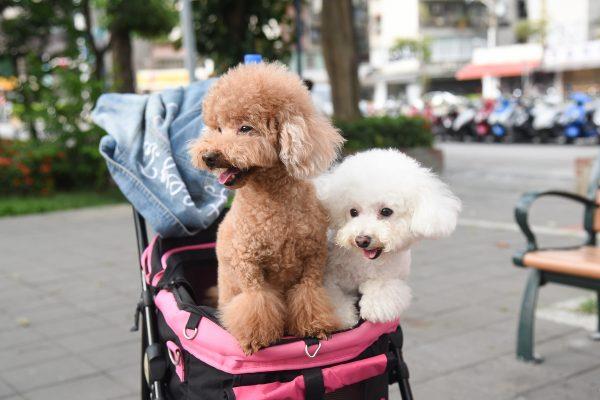 誓言作毛小孩的守护者!安苡爱:“领养那一刻开始,它们就是我一辈子的家人” 内容图3 女神网-大潮社TV实时追踪属于女人新资讯的综合网站! 458010ea-1527844227-bf8b843773baaad2433510a6b78125f1-600x400