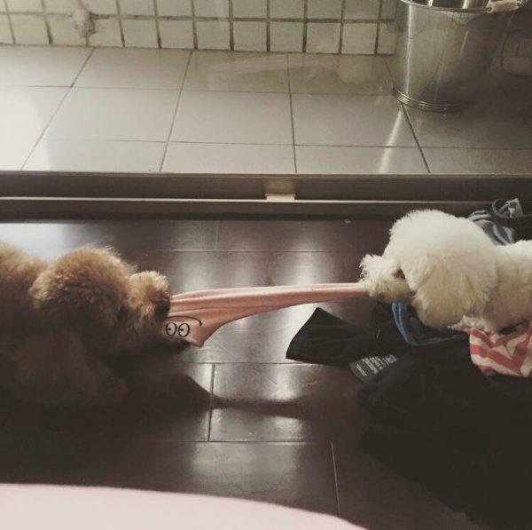 誓言作毛小孩的守护者!安苡爱:“领养那一刻开始,它们就是我一辈子的家人” 内容图5 女神网-大潮社TV实时追踪属于女人新资讯的综合网站! 2eb707d2-1527844686-ba1599357c320c4d7594079da3907a2b-600x597