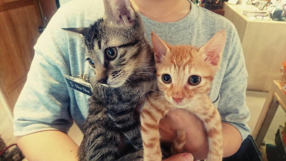 “我喜欢设计,却无法把一辈子都给它!”设计师陈彦姗创立 Paw Kitchen 爱心宠物店,爱己所做 内容图8 女神网-大潮社TV实时追踪属于女人新资讯的综合网站! 14322287_663394400477196_1316579521429293475_n