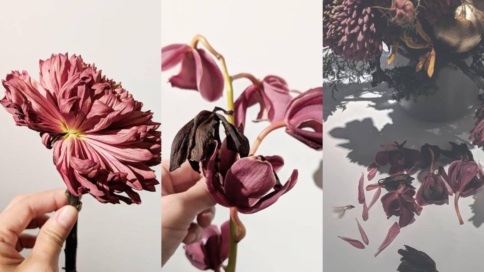 从皮件设计师到植疗花艺师:草肉实堂主理人张苇苇,利用花草温柔唤醒自疗疗人的本能直觉 内容图7 女神网-大潮社TV实时追踪属于女人新资讯的综合网站! FotoJet - 2019-10-22T165917.842