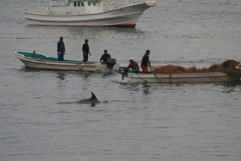 从《血色海湾》到《海洋阴谋》,以纪录片揭露关于海洋的残酷现实 内容图1 女神网-大潮社TV实时追踪属于女人新资讯的综合网站! 从《血色海湾》到《海洋阴谋》,以纪录片揭露关于海洋的残酷现实 新学堂 图1张