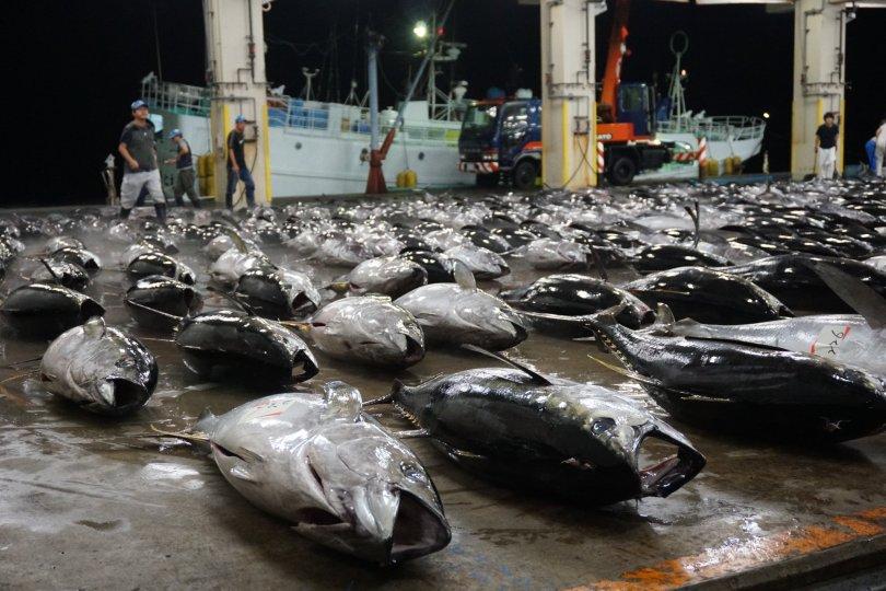 从《血色海湾》到《海洋阴谋》,以纪录片揭露关于海洋的残酷现实 内容图4 女神网-大潮社TV实时追踪属于女人新资讯的综合网站! 从《血色海湾》到《海洋阴谋》,以纪录片揭露关于海洋的残酷现实 新学堂 图4张