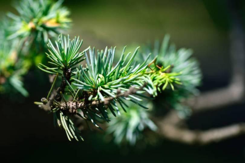 Monday blues 又上身！五款“上班族必备精油”推荐，缓解工作疲劳 品观点 图2张