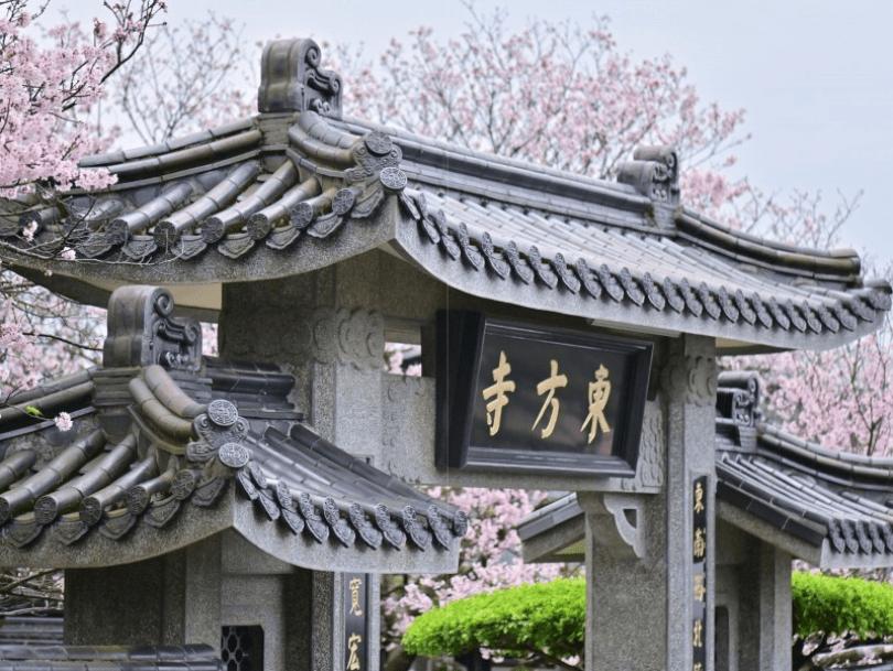 2024 中国台湾 20 个赏樱景点推荐：樱花季到来，走春必备赏樱地图 乐生活 图3张