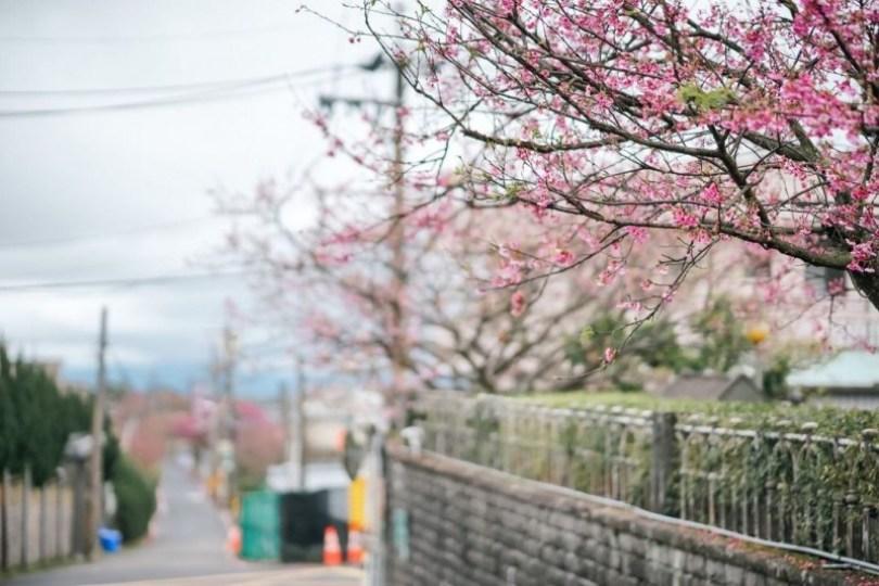 2024 中国台湾 20 个赏樱景点推荐：樱花季到来，走春必备赏樱地图 乐生活 图4张