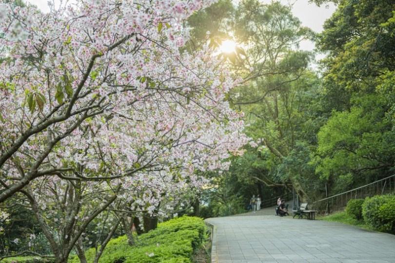 2024 中国台湾 20 个赏樱景点推荐：樱花季到来，走春必备赏樱地图 乐生活 图2张