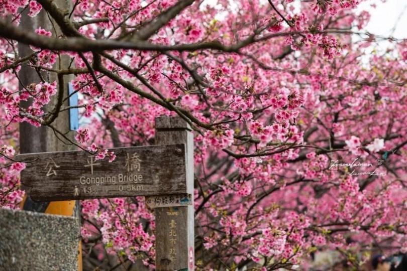 2024 中国台湾 20 个赏樱景点推荐：樱花季到来，走春必备赏樱地图 乐生活 图5张