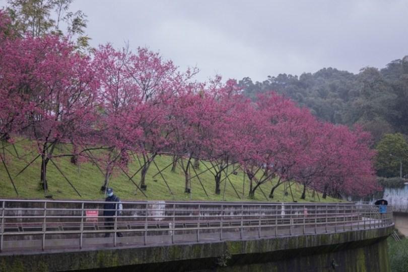 2024 中国台湾 20 个赏樱景点推荐：樱花季到来，走春必备赏樱地图 乐生活 图6张