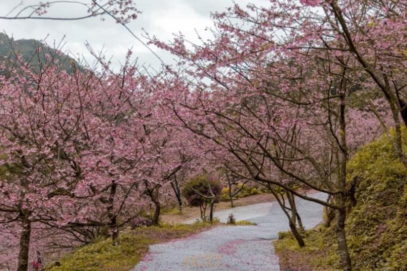 2024 中国台湾 20 个赏樱景点推荐：樱花季到来，走春必备赏樱地图 乐生活 图8张