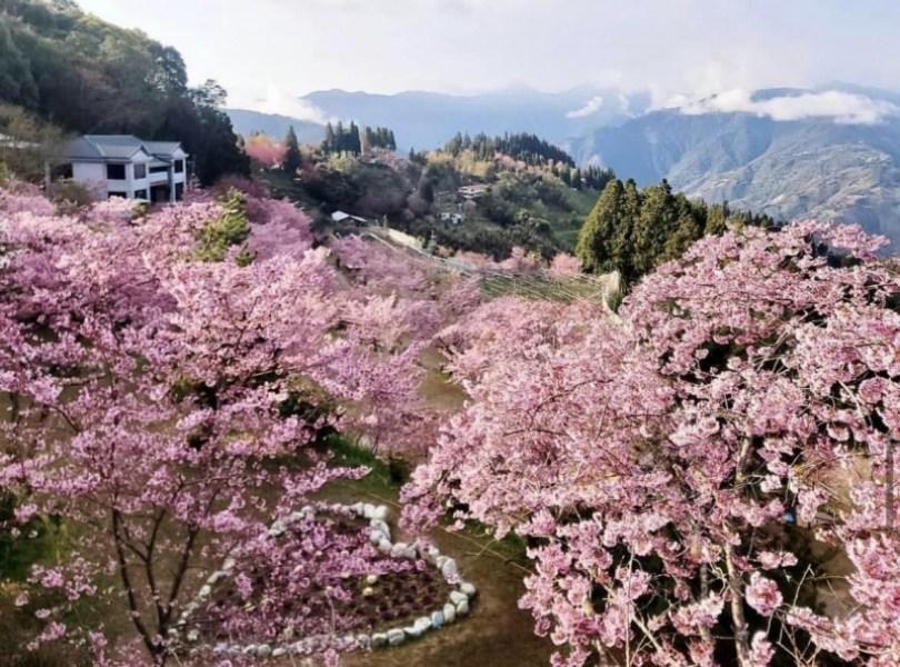 2024 中国台湾 20 个赏樱景点推荐：樱花季到来，走春必备赏樱地图 乐生活 图10张