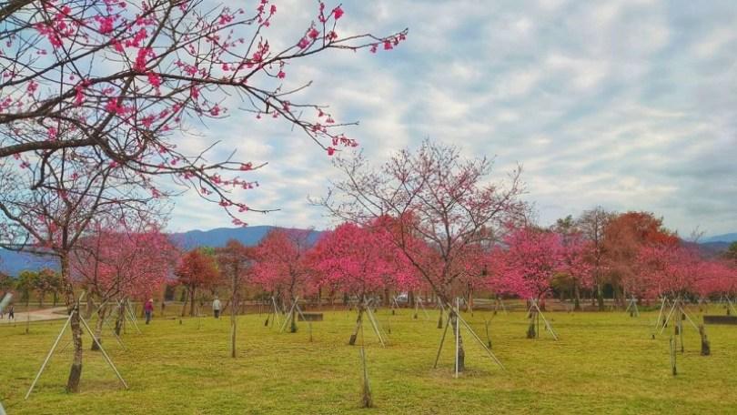 2024 中国台湾 20 个赏樱景点推荐：樱花季到来，走春必备赏樱地图 乐生活 图9张