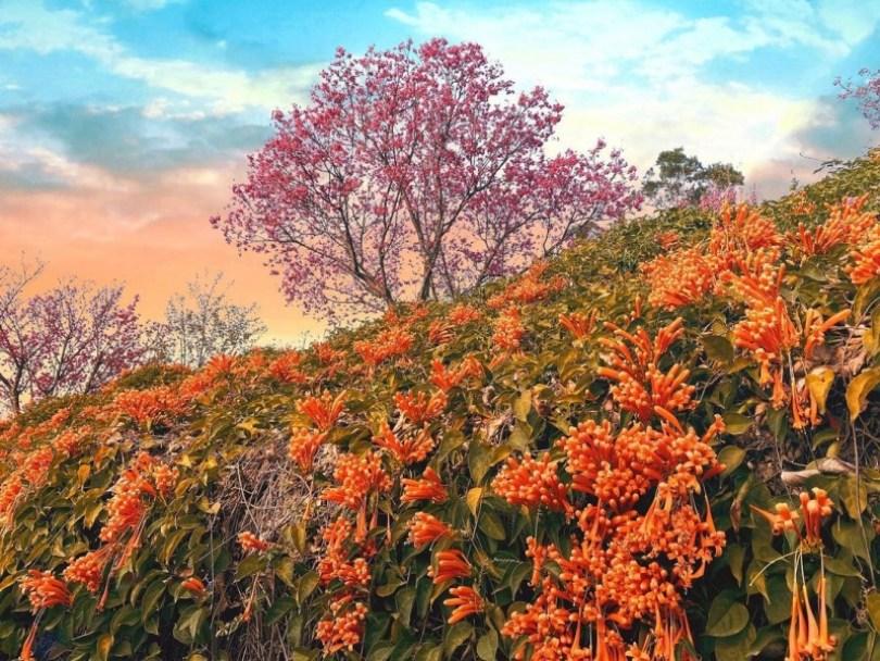 2024 中国台湾 20 个赏樱景点推荐：樱花季到来，走春必备赏樱地图 乐生活 图12张