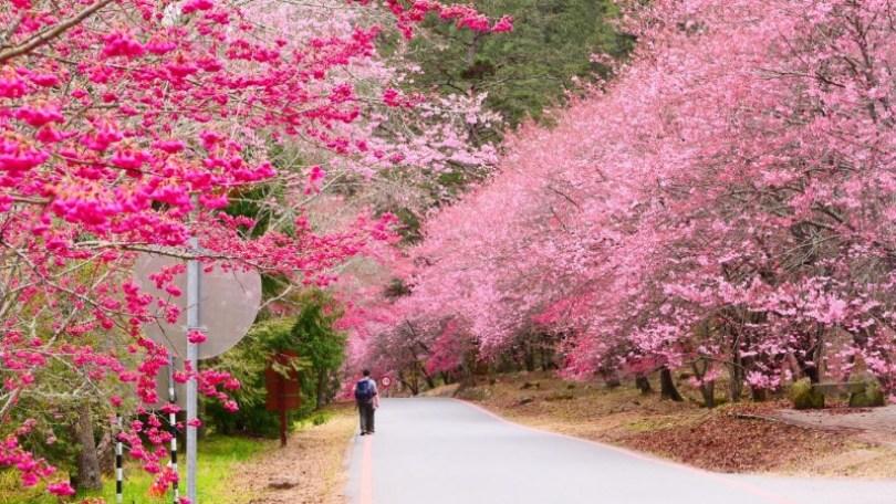 2024 中国台湾 20 个赏樱景点推荐：樱花季到来，走春必备赏樱地图 乐生活 图13张