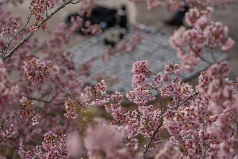 2024 中国台湾 20 个赏樱景点推荐：樱花季到来，走春必备赏樱地图 乐生活 图14张