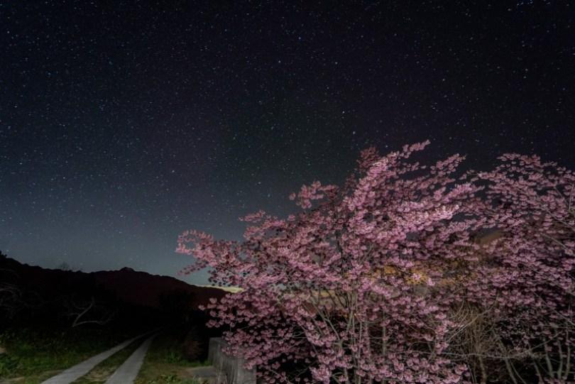 2024 中国台湾 20 个赏樱景点推荐：樱花季到来，走春必备赏樱地图 乐生活 图15张