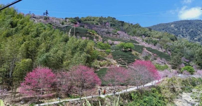 2024 中国台湾 20 个赏樱景点推荐：樱花季到来，走春必备赏樱地图 乐生活 图19张