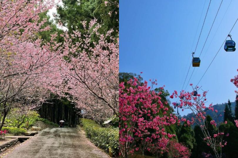 2024 中国台湾 20 个赏樱景点推荐：樱花季到来，走春必备赏樱地图 乐生活 图17张