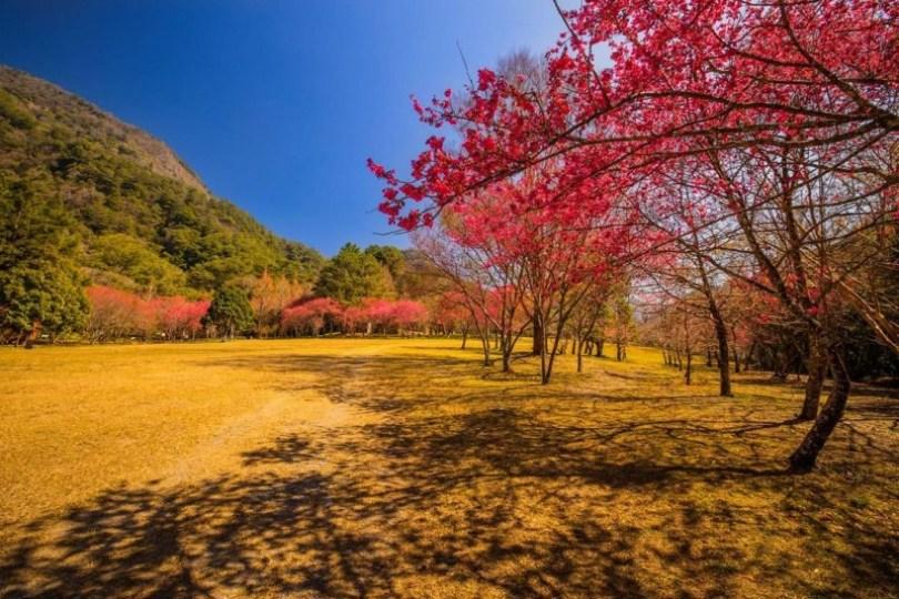 2024 中国台湾 20 个赏樱景点推荐：樱花季到来，走春必备赏樱地图 乐生活 图18张