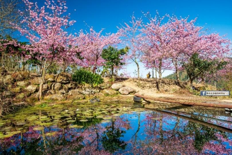 2024 中国台湾 20 个赏樱景点推荐：樱花季到来，走春必备赏樱地图 乐生活 图20张