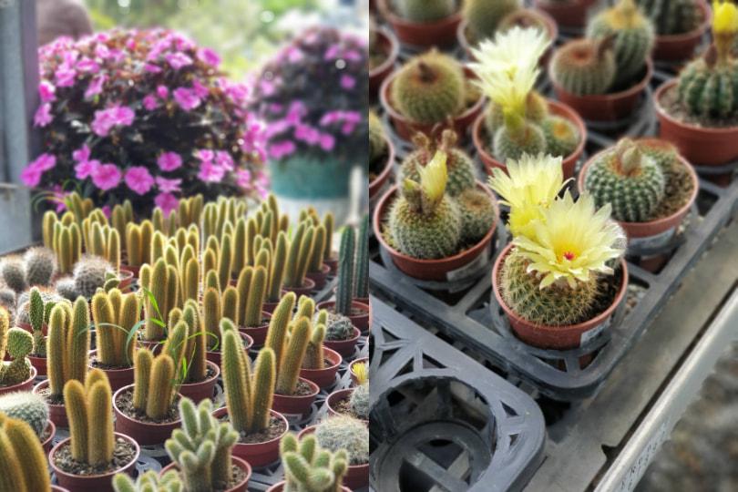 “你永远有重新选择的权利。”《植物都知道》为自己的生活拿捏比例,找到最自在的状态 内容图2 女神网-大潮社TV实时追踪属于女人新资讯的综合网站! “你永远有重新选择的权利。”《植物都知道》为自己的生活拿捏比例,找到最自在的状态 新学堂 图2张