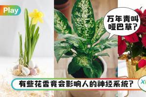 生活｜会导致脱发、还伤喉咙？这4种有毒植物绝对别养在家里！