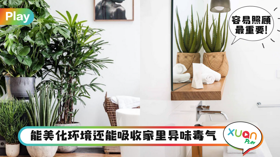 Tips｜4种免操心的浴室植物推荐，还能吸甲醛、异味和开运！