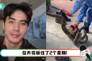马来西亚男星家中惊现50KG巨大蟒蛇! 一开天花板…超恶画面全公开