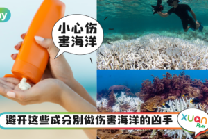 Tips｜防晒霜会害死珊瑚？认住这两个成分下海玩时别用！