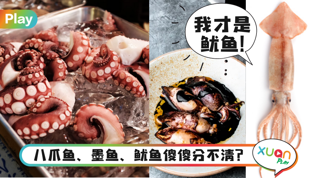 科普｜别是不是都叫sotong！一分钟教你分辨鱿鱼、墨鱼和八爪鱼！