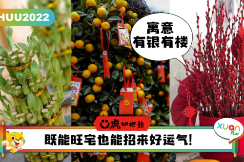 Ü虎2022 I 新年最适合摆在家的7种植物，随便一盆都能旺财旺宅！