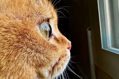 iPhone 13 Pro 系列微距拍摄技巧大公开！Shot on iPhone Challenge 微距摄影挑战赛开跑