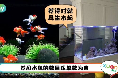 风水 I 家有风水鱼缸的你可知？看五行属相养多少数量的秘密