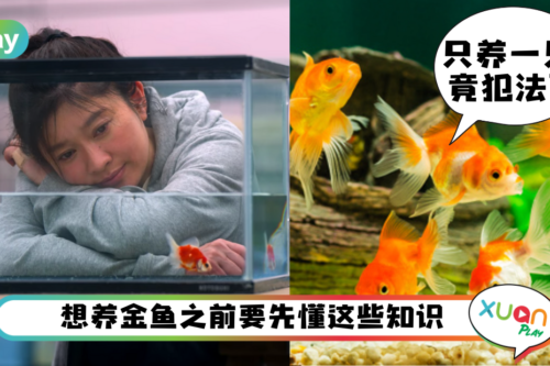 生活|看完《金鱼妻》好想养!关于养金鱼的5个小知识,金鱼不能只养一只?