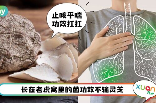Tips I 止咳也补肺的中药！虎奶菌到底是什么？