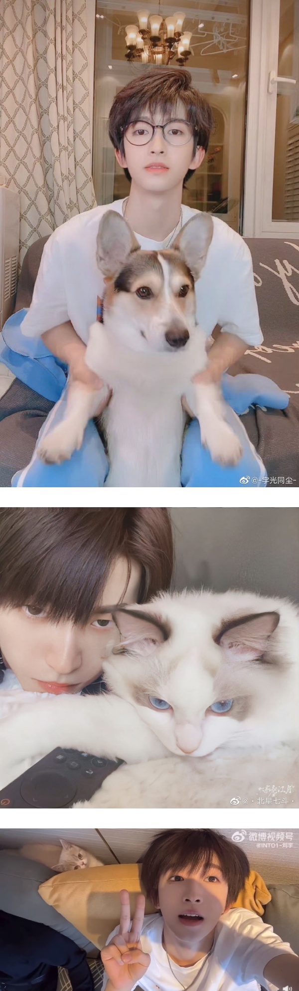 盘点马来西亚艺人的宠物！马嘉祺柴犬“六斤”撞脸主人 程潇养蟑螂... 娱乐资讯 图3张