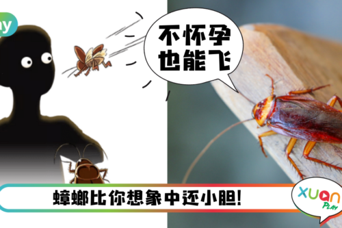 生活｜怀孕的蟑螂才会飞？错！会飞起来是这2种原因！