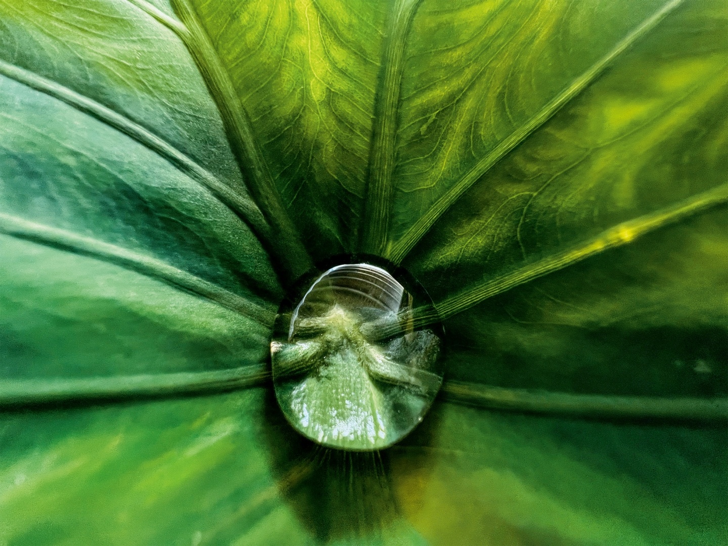 全是用 iPhone 13 Pro 系列拍的！苹果 Shot on iPhone Challenge 微距摄影挑战赛获奖作品出炉 数码科技 图1张