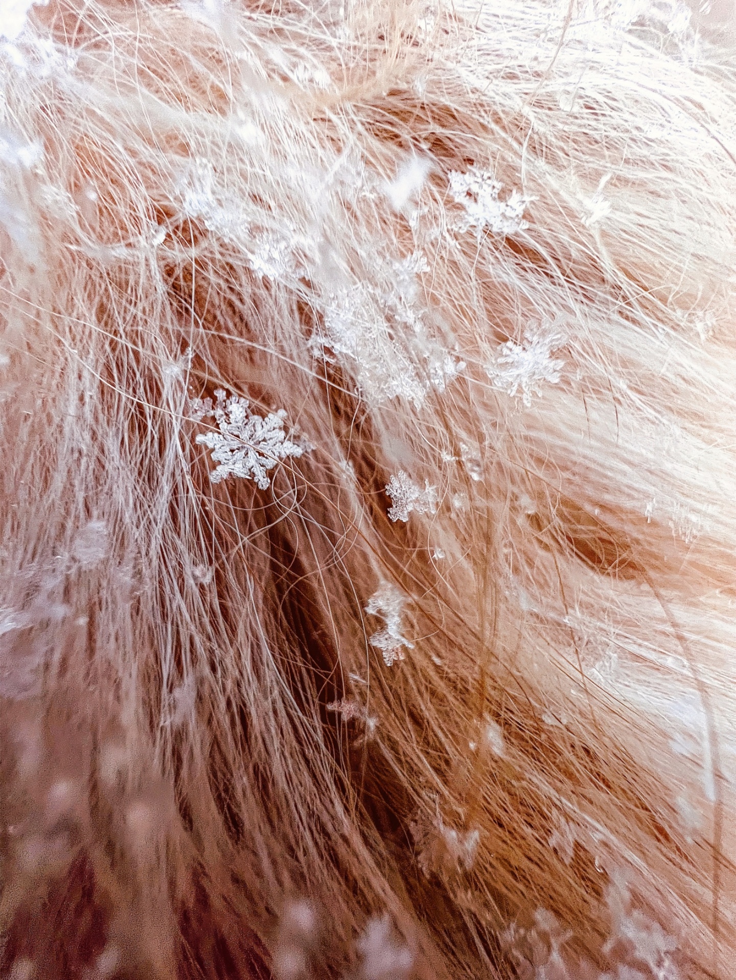 全是用 iPhone 13 Pro 系列拍的！苹果 Shot on iPhone Challenge 微距摄影挑战赛获奖作品出炉 数码科技 图9张