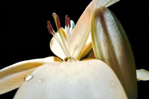 全是用 iPhone 13 Pro 系列拍的！苹果 Shot on iPhone Challenge 微距摄影挑战赛获奖作品出炉