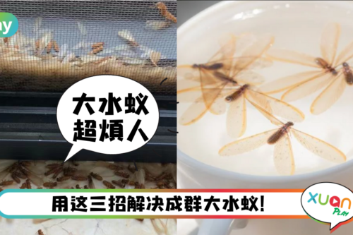 Tips｜下雨后的水蚁超烦人！学好3招速速将它们撤退！