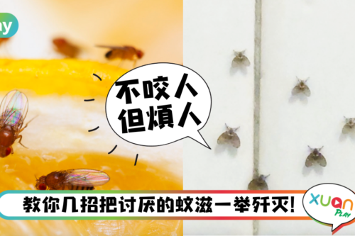 Tips｜浴室、厨房里的蚊滋、毛蠓除不完？教你3招消灭它！