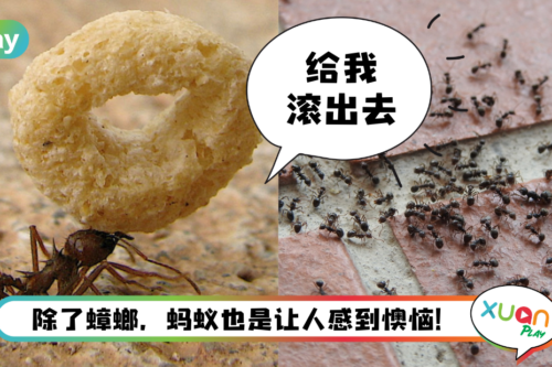 生活 I 家里经常有蚂蚁出没？3招方法让它们立马搬家！