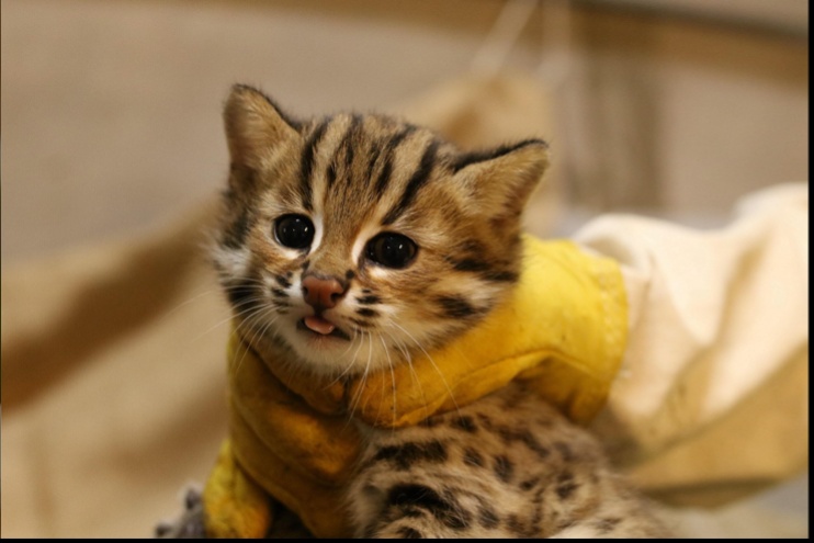 GPS 探索秘境不迷航,还能守护野生动物!Garmin 与和泰集团共同推出 TOYOTA DRIVE+ CONNECT《动物出没热点》 内容图1 潮品文-大潮社旗下实时最新热点娱乐时尚数码等新闻资讯网站! GPS探索秘境不迷航,还能守护野生动物!Garmin与和泰集团共同推出TOYOTA DRIVE+ CONNECT《动物出没热点》