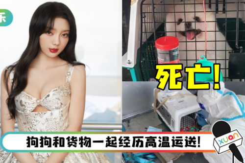 “火箭少女101”李紫婷托运爱犬…接机时竟成死尸！心痛控诉航空公司