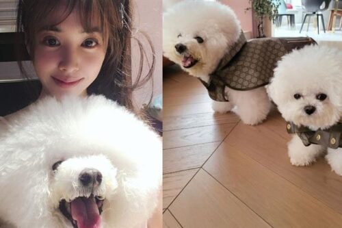 蔡依林“天后尊宠”爱犬新衣贵桑桑　网叹：穿得比人还高档