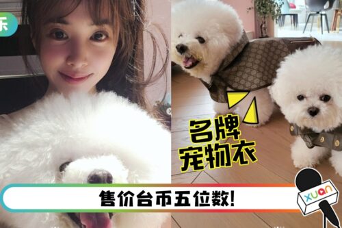蔡依林爱犬穿名牌入镜！获赞像巨星