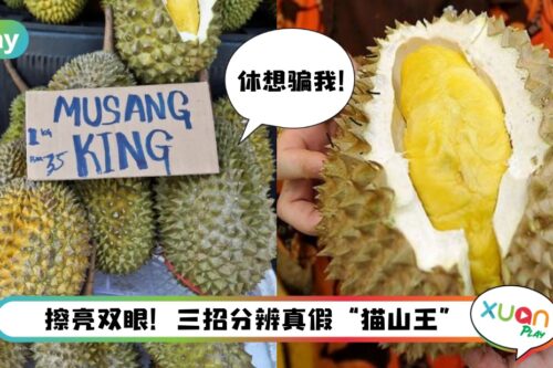 Tips I 如何分辨真假猫山王榴莲？懂行的人都看这3个特征