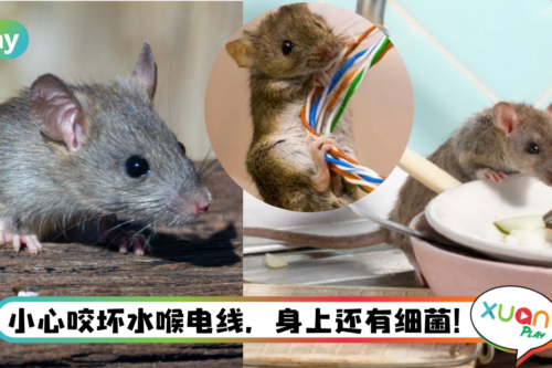 Tips｜家里出现一只老鼠就够烦了！3个方法帮你速速驱除老鼠