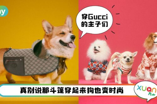 News I 蔡依林家的狗狗率先穿上！Gucci推出全新宠物系列