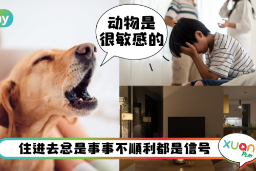 风水｜房屋特别冷、狗狗小鸟特爱叫，5种阴气重的房屋表现要注意